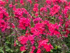 Hohe Flammenblume 'Grenadine Dream' ® -Angebote Blumen Takt Store hohe flammenblume grenadine dream m059907 w 1