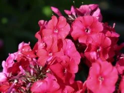 Hohe Flammenblume 'Grenadine Dream' ® -Angebote Blumen Takt Store hohe flammenblume grenadine dream m059907 w 2