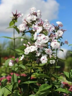 Hohe Flammenblume 'Ice Cream' -Angebote Blumen Takt Store hohe flammenblume ice cream m059913 w 0