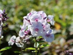 Hohe Flammenblume 'Ice Cream' -Angebote Blumen Takt Store hohe flammenblume ice cream m059913 w 1