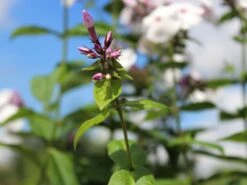 Hohe Flammenblume 'Ice Cream' -Angebote Blumen Takt Store hohe flammenblume ice cream m059913 w 2