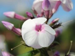 Hohe Flammenblume 'Ice Cream' -Angebote Blumen Takt Store hohe flammenblume ice cream m059913 w 3