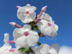 Hohe Flammenblume 'Ice Cream' -Angebote Blumen Takt Store hohe flammenblume ice cream m059913 w 4