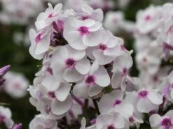 Hohe Flammenblume 'Ice Cream' -Angebote Blumen Takt Store hohe flammenblume ice cream m059913 w 5