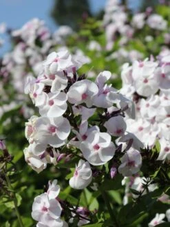 Hohe Flammenblume 'Ice Cream' -Angebote Blumen Takt Store hohe flammenblume ice cream m059913 w 6