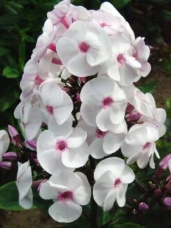 Hohe Flammenblume 'Ice Cream' -Angebote Blumen Takt Store hohe flammenblume ice cream m059913 w 8