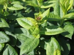 Hohe Flammenblume 'Jeff's Pink' -Angebote Blumen Takt Store hohe flammenblume jeffs pink m059917 w 0