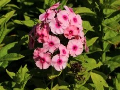 Hohe Flammenblume 'Jeff's Pink' -Angebote Blumen Takt Store hohe flammenblume jeffs pink m059917 w 1