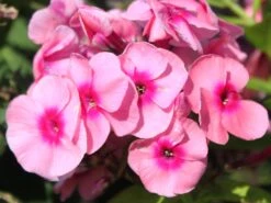 Hohe Flammenblume 'Jeff's Pink' -Angebote Blumen Takt Store hohe flammenblume jeffs pink m059917 w 2