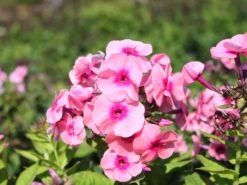 Hohe Flammenblume 'Jeff's Pink' -Angebote Blumen Takt Store hohe flammenblume jeffs pink m059917 w 3