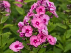 Hohe Flammenblume 'Jeff's Pink' -Angebote Blumen Takt Store hohe flammenblume jeffs pink m059917 w 4