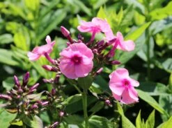 Hohe Flammenblume 'Jeff's Pink' -Angebote Blumen Takt Store hohe flammenblume jeffs pink m059917 w 5