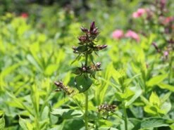 Hohe Flammenblume 'Jeff's Pink' -Angebote Blumen Takt Store hohe flammenblume jeffs pink m059917 w 6