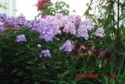 Hohe Flammenblume 'Landhochzeit' -Angebote Blumen Takt Store hohe flammenblume landhochzeit m001678 676001 0