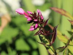 Hohe Flammenblume 'Landhochzeit' -Angebote Blumen Takt Store hohe flammenblume landhochzeit m001678 w 0