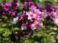 Hohe Flammenblume 'Landhochzeit' -Angebote Blumen Takt Store hohe flammenblume landhochzeit m001678 w 1