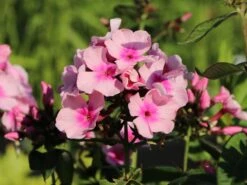 Hohe Flammenblume 'Landhochzeit' -Angebote Blumen Takt Store hohe flammenblume landhochzeit m001678 w 3