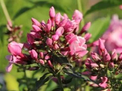 Hohe Flammenblume 'Landhochzeit' -Angebote Blumen Takt Store hohe flammenblume landhochzeit m001678 w 4