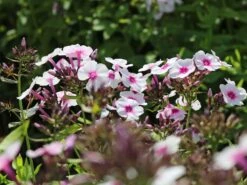 Hohe Flammenblume 'Swizzle' -Angebote Blumen Takt Store hohe flammenblume swizzle m059949 w 0