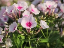 Hohe Flammenblume 'Swizzle' -Angebote Blumen Takt Store hohe flammenblume swizzle m059949 w 10