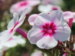 Hohe Flammenblume 'Swizzle' -Angebote Blumen Takt Store hohe flammenblume swizzle m059949 w 2