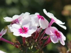 Hohe Flammenblume 'Swizzle' -Angebote Blumen Takt Store hohe flammenblume swizzle m059949 w 3