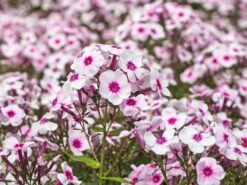 Hohe Flammenblume 'Swizzle' -Angebote Blumen Takt Store hohe flammenblume swizzle m059949 w 4