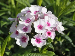 Hohe Flammenblume 'Swizzle' -Angebote Blumen Takt Store hohe flammenblume swizzle m059949 w 5