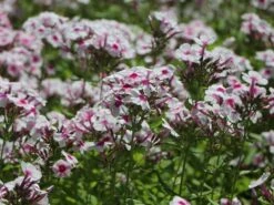 Hohe Flammenblume 'Swizzle' -Angebote Blumen Takt Store hohe flammenblume swizzle m059949 w 6