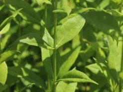 Hohe Flammenblume 'Swizzle' -Angebote Blumen Takt Store hohe flammenblume swizzle m059949 w 7