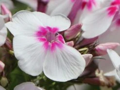 Hohe Flammenblume 'Swizzle' -Angebote Blumen Takt Store hohe flammenblume swizzle m059949 w 8