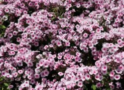 Hohe Flammenblume 'Swizzle' -Angebote Blumen Takt Store hohe flammenblume swizzle m059949 w 9