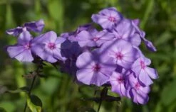 Hohe Garten Flammenblume 'Jeff's Blue' 27 Hohe Garten Flammenblume 'Jeff's Blue' -Angebote Blumen Takt Store hohe garten flammenblume jeffs blue m059915 388131 0