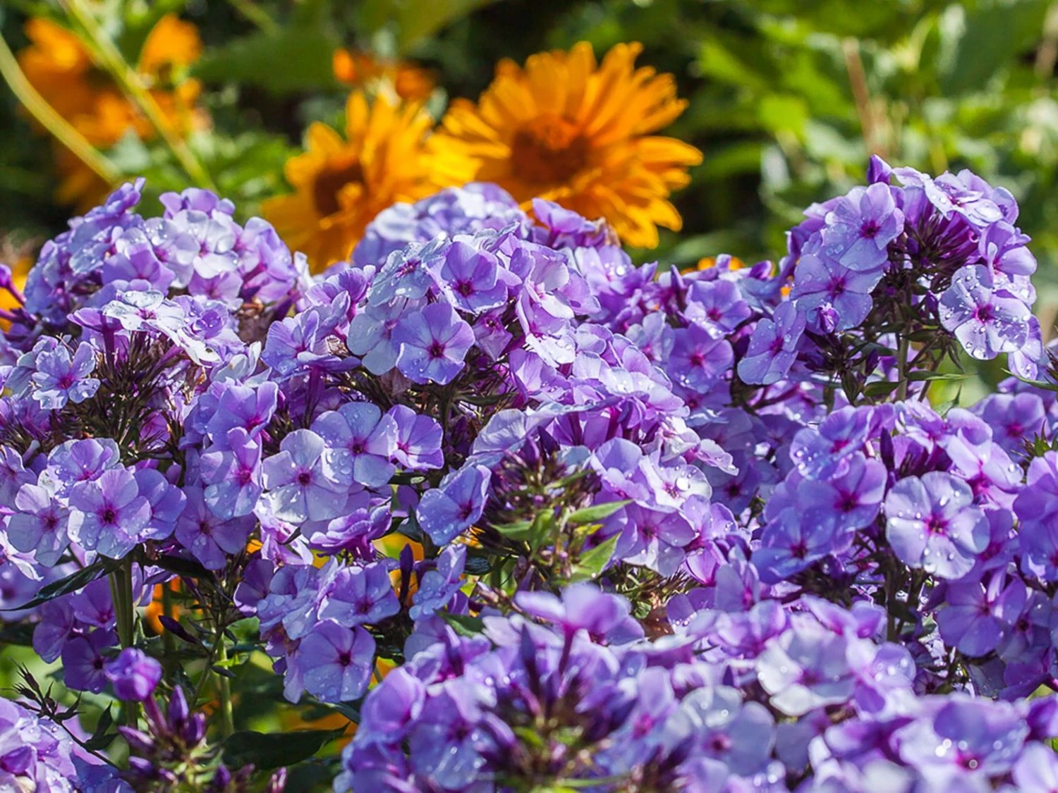 Hohe Garten Flammenblume 'Jeff's Blue' 3 Hohe Garten Flammenblume 'Jeff's Blue'