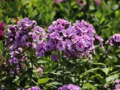 Hohe Garten Flammenblume 'Jeff's Blue' 24 Hohe Garten Flammenblume 'Jeff's Blue' -Angebote Blumen Takt Store hohe garten flammenblume jeffs blue m059915 w 1