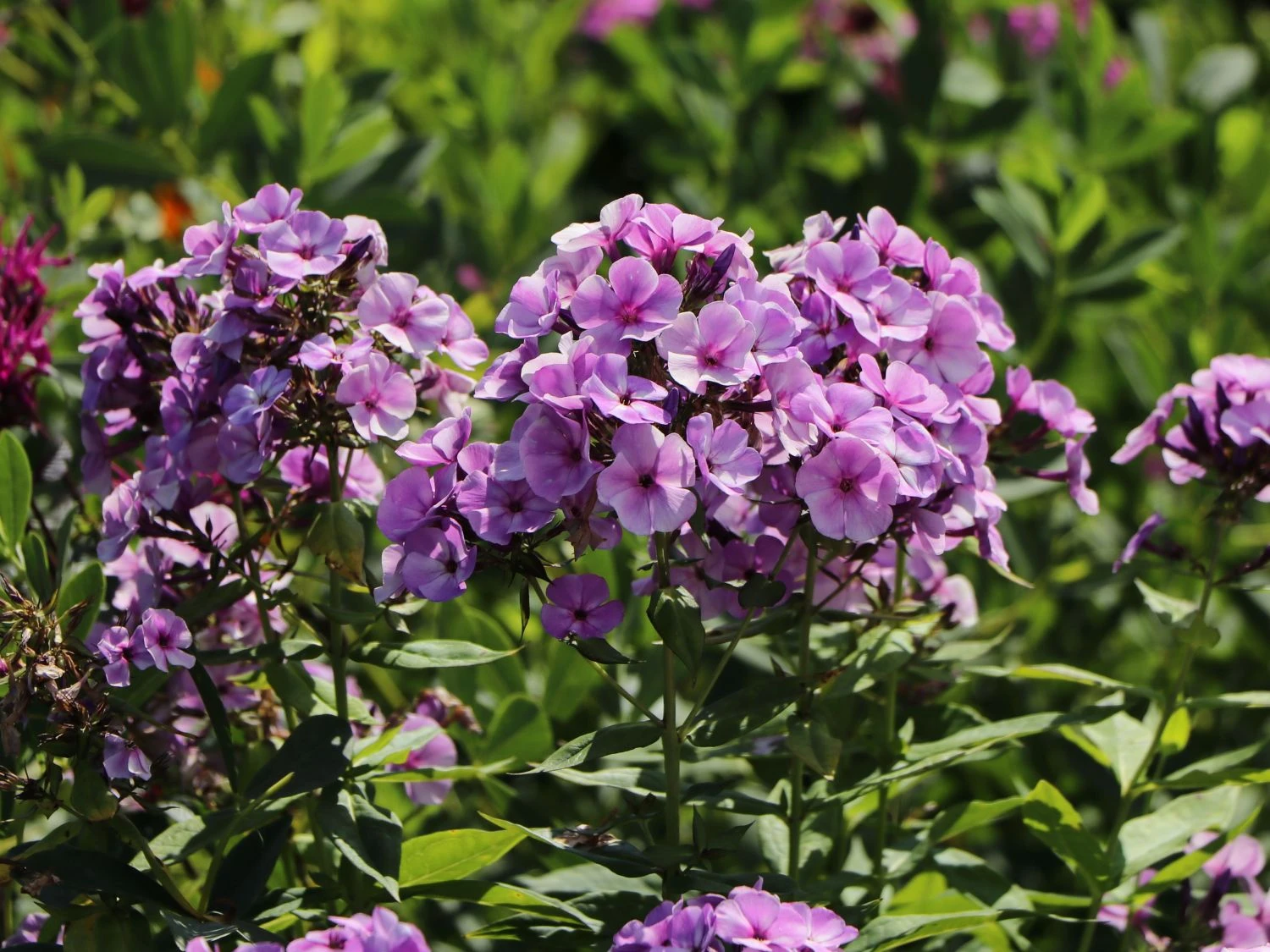 Hohe Garten Flammenblume 'Jeff's Blue' 12 Hohe Garten Flammenblume 'Jeff's Blue' – Bild 10