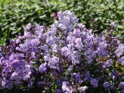 Hohe Garten Flammenblume 'Jeff's Blue' 23 Hohe Garten Flammenblume 'Jeff's Blue' -Angebote Blumen Takt Store hohe garten flammenblume jeffs blue m059915 w 10