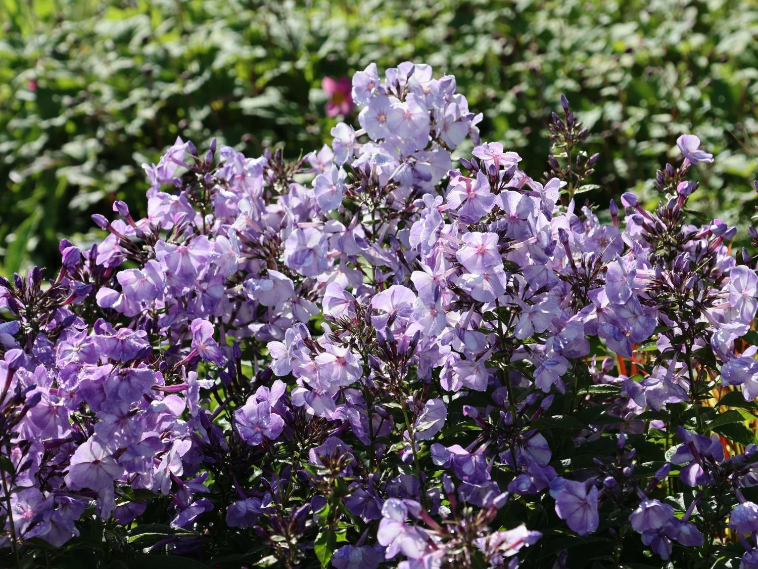 Hohe Garten Flammenblume 'Jeff's Blue' 11 Hohe Garten Flammenblume 'Jeff's Blue' – Bild 9