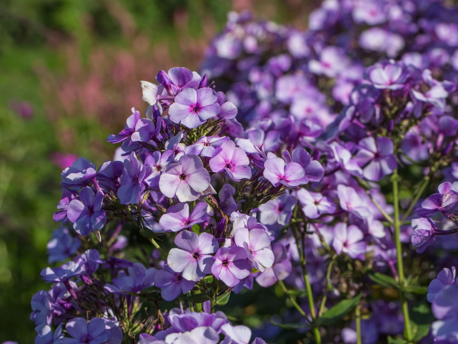 Hohe Garten Flammenblume 'Jeff's Blue' 4 Hohe Garten Flammenblume 'Jeff's Blue' – Bild 2