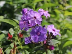 Hohe Garten Flammenblume 'Jeff's Blue' 25 Hohe Garten Flammenblume 'Jeff's Blue' -Angebote Blumen Takt Store hohe garten flammenblume jeffs blue m059915 w 3