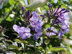 Hohe Garten Flammenblume 'Jeff's Blue' 19 Hohe Garten Flammenblume 'Jeff's Blue' -Angebote Blumen Takt Store hohe garten flammenblume jeffs blue m059915 w 4