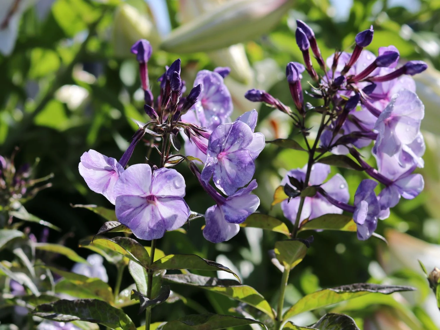 Hohe Garten Flammenblume 'Jeff's Blue' 7 Hohe Garten Flammenblume 'Jeff's Blue' – Bild 5