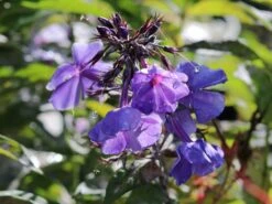 Hohe Garten Flammenblume 'Jeff's Blue' 18 Hohe Garten Flammenblume 'Jeff's Blue' -Angebote Blumen Takt Store hohe garten flammenblume jeffs blue m059915 w 5