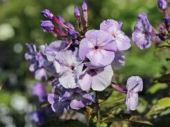 Hohe Garten Flammenblume 'Jeff's Blue' 21 Hohe Garten Flammenblume 'Jeff's Blue' -Angebote Blumen Takt Store hohe garten flammenblume jeffs blue m059915 w 6