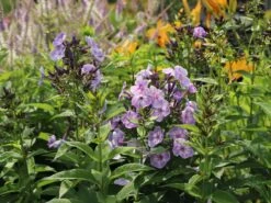 Hohe Garten Flammenblume 'Jeff's Blue' 26 Hohe Garten Flammenblume 'Jeff's Blue' -Angebote Blumen Takt Store hohe garten flammenblume jeffs blue m059915 w 7