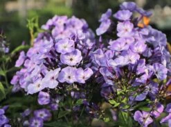 Hohe Garten Flammenblume 'Jeff's Blue' 17 Hohe Garten Flammenblume 'Jeff's Blue' -Angebote Blumen Takt Store hohe garten flammenblume jeffs blue m059915 w 8