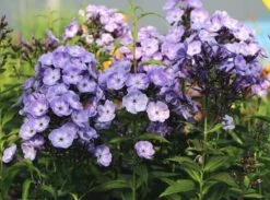 Hohe Garten Flammenblume 'Jeff's Blue' 20 Hohe Garten Flammenblume 'Jeff's Blue' -Angebote Blumen Takt Store hohe garten flammenblume jeffs blue m059915 w 9