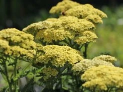 Hohe Gold-Garbe 'Hella Glashoff'