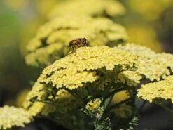 Hohe Gold-Garbe 'Hella Glashoff' -Angebote Blumen Takt Store hohe gold garbe hella glashoff m076478 w 0