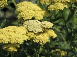 Hohe Gold-Garbe 'Hella Glashoff' -Angebote Blumen Takt Store hohe gold garbe hella glashoff m076478 w 2